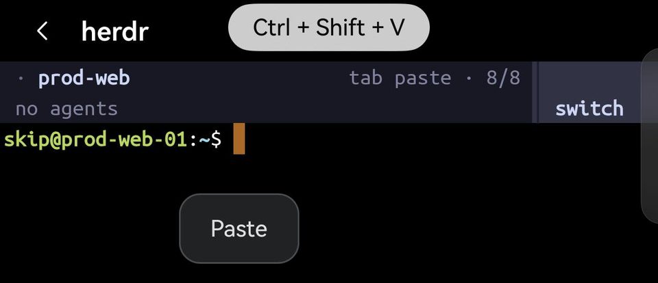 打开了 herdr 的 Term：标题栏上显示 Ctrl + Shift + V 提示，herdr 窗格里 shell 提示符的光标下方出现粘贴按钮。