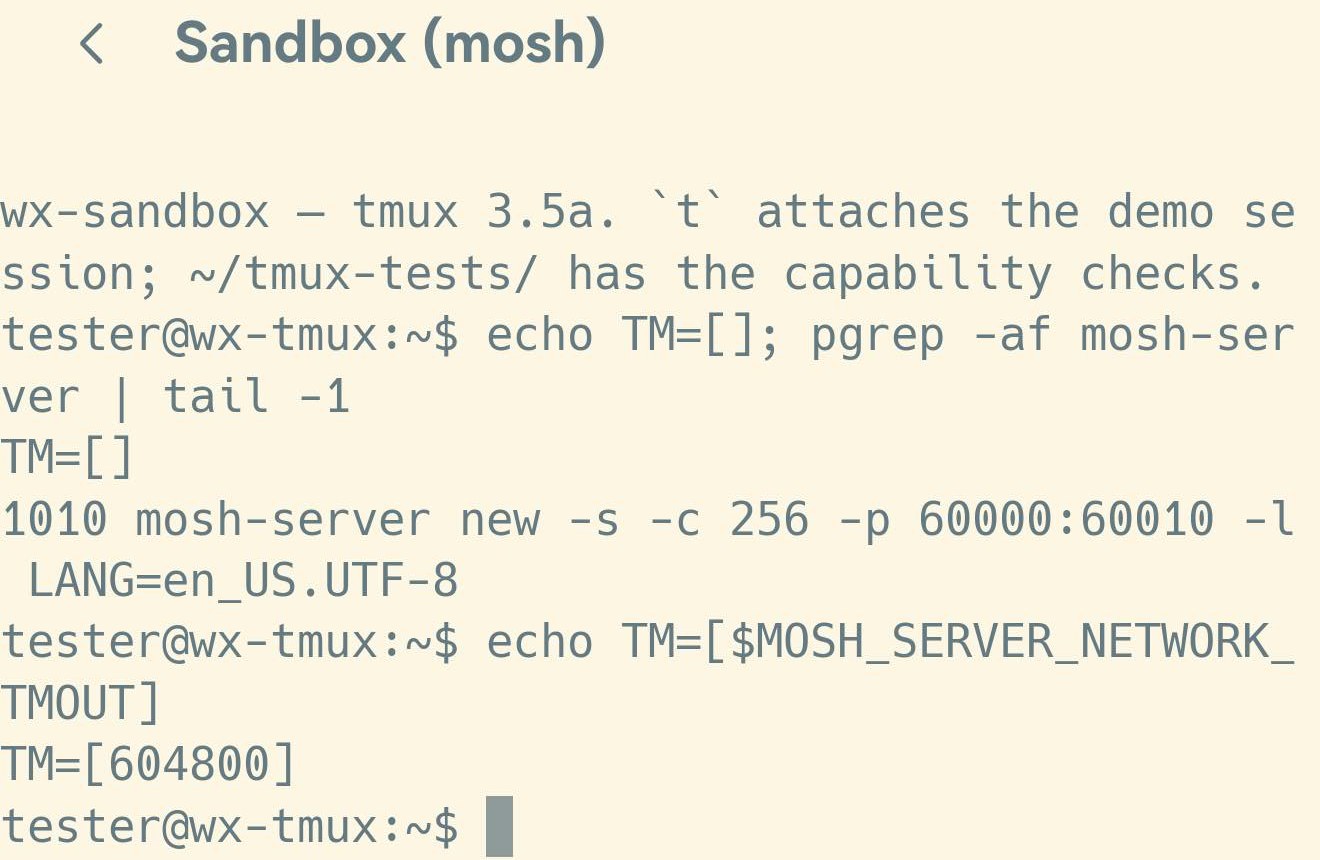mosh 工作階段裡的兩條指令：pgrep 印出 mosh-server new -s -c 256 -p 60000:60010 -l LANG=en_US.UTF-8，echo 印出 TM=[604800]。